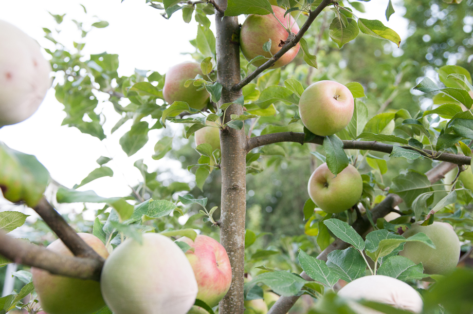 garden end of july-15