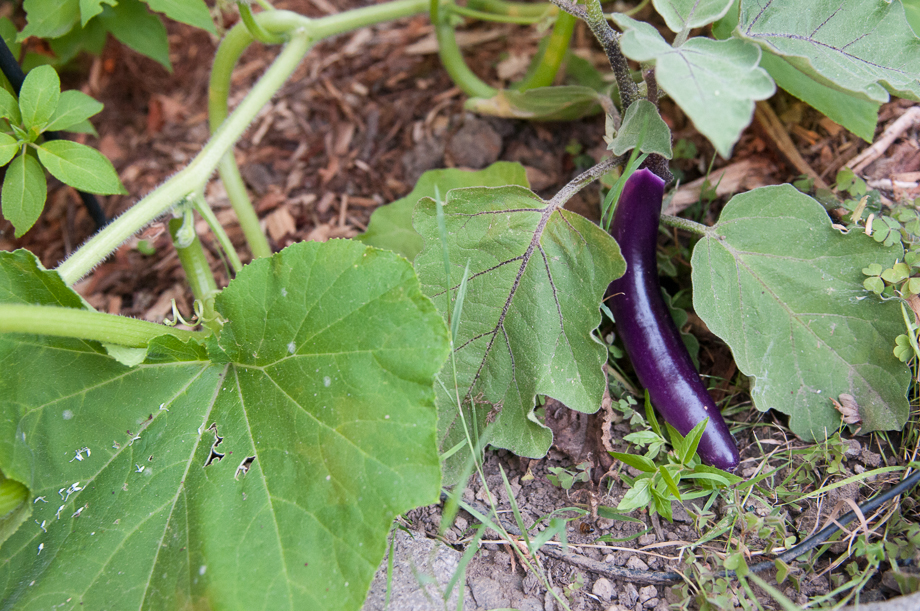 garden end of july-22