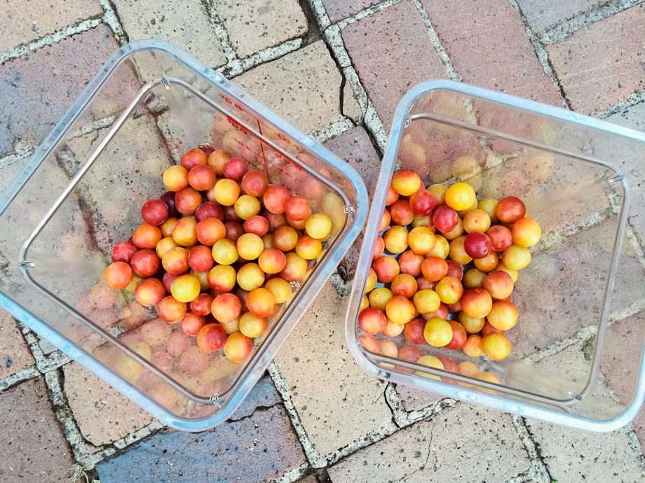 garden plums-1