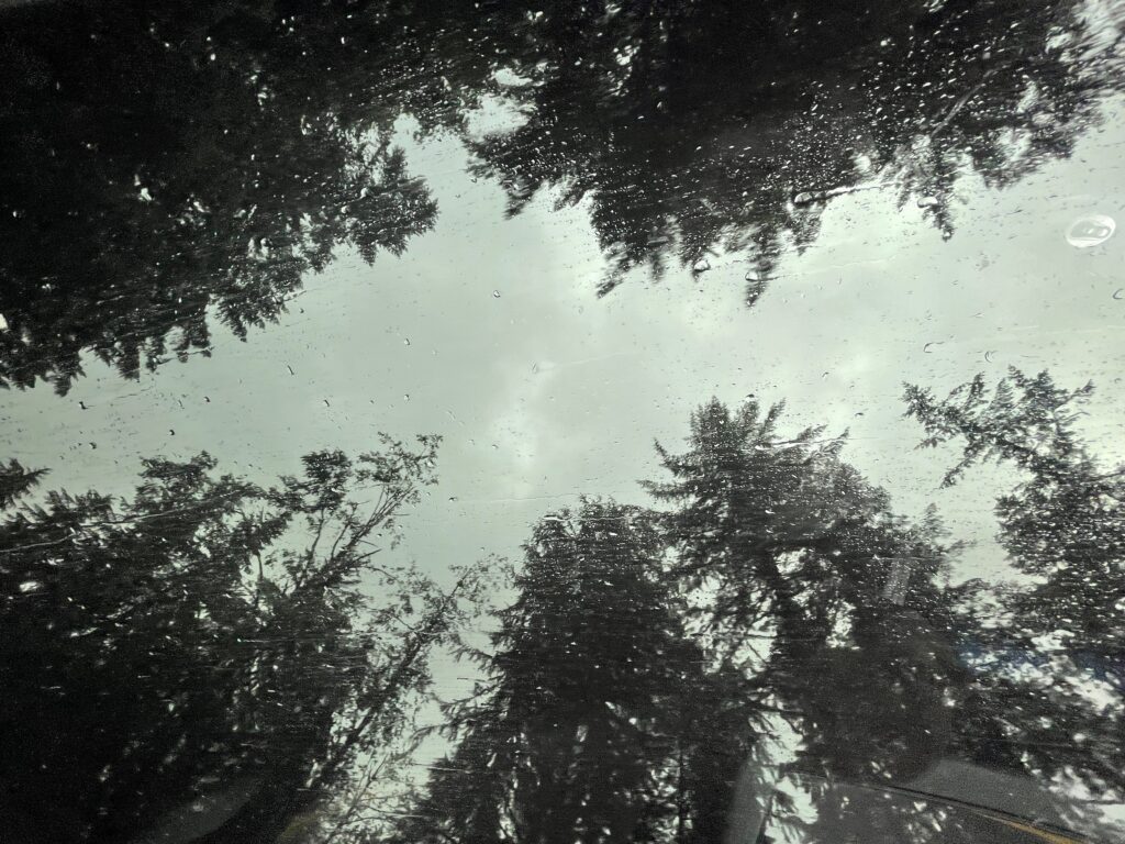 Rain speckled sunroof view of tall fir trees in Salem
