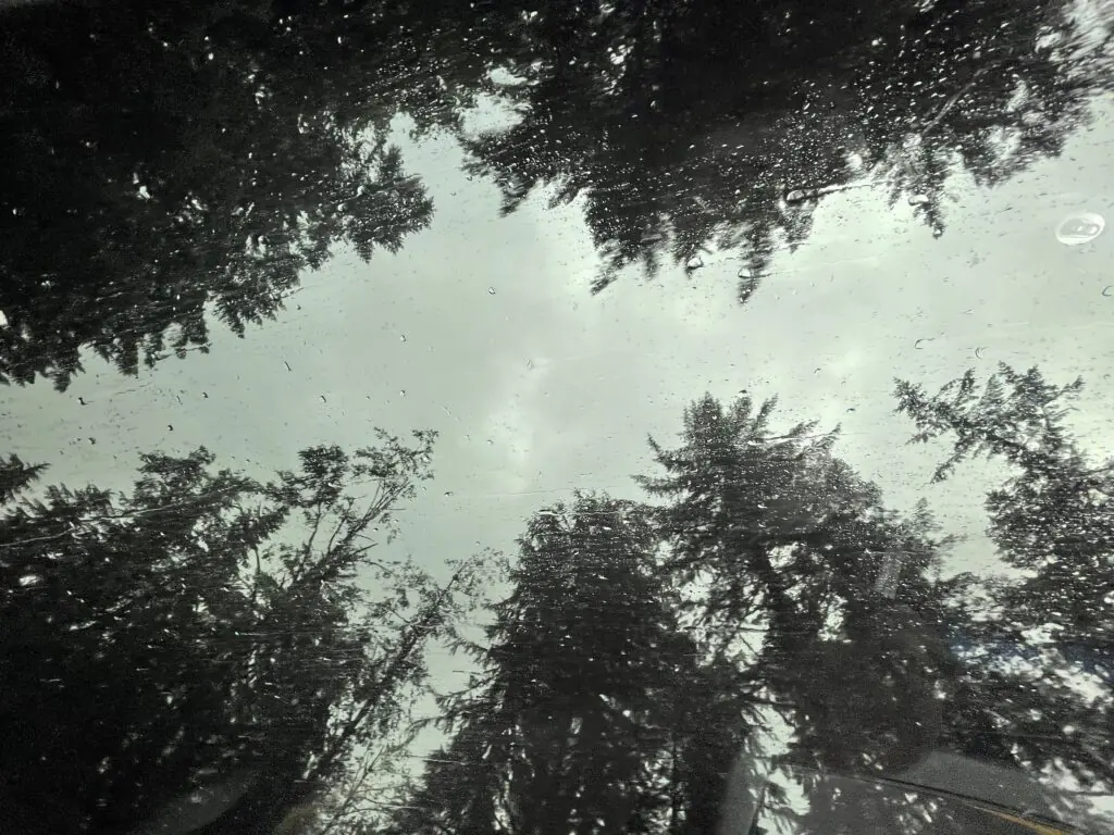 Rain speckled sunroof view of tall fir trees in Salem